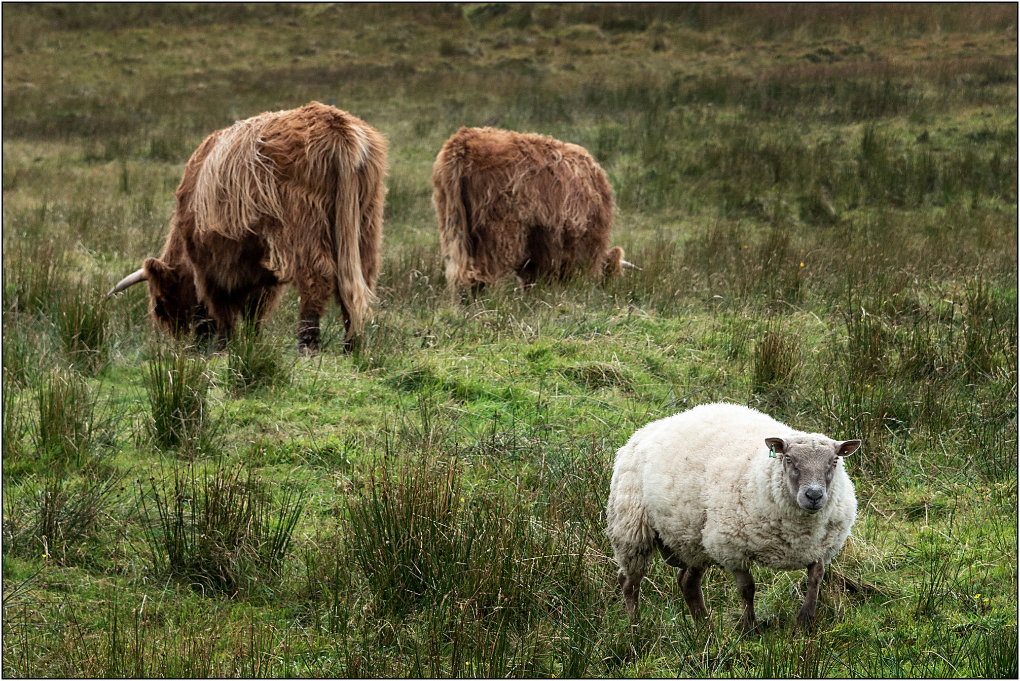 Coos und Sheep